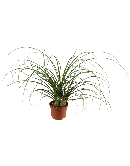Beaucarnea Recurvata Stamm T12