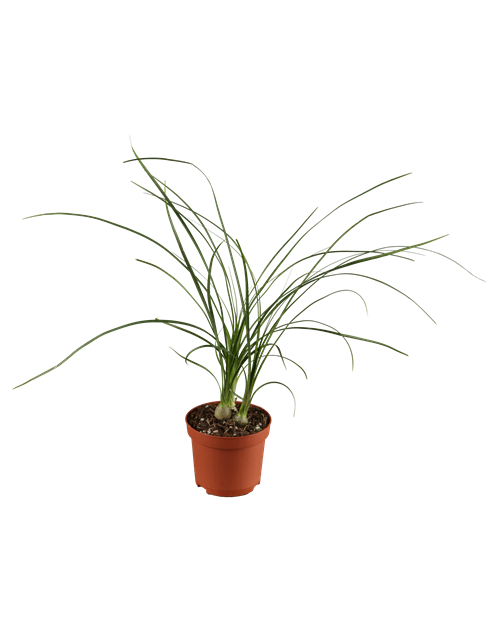 Beaucarnea Recurvata Stamm T12