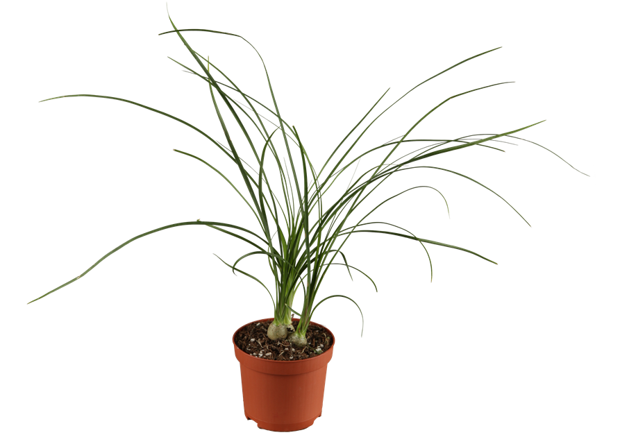 Beaucarnea Recurvata Stamm T12