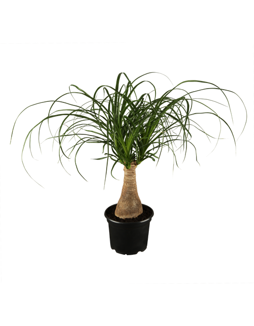 Beaucarnea Recurvata Stamm T12
