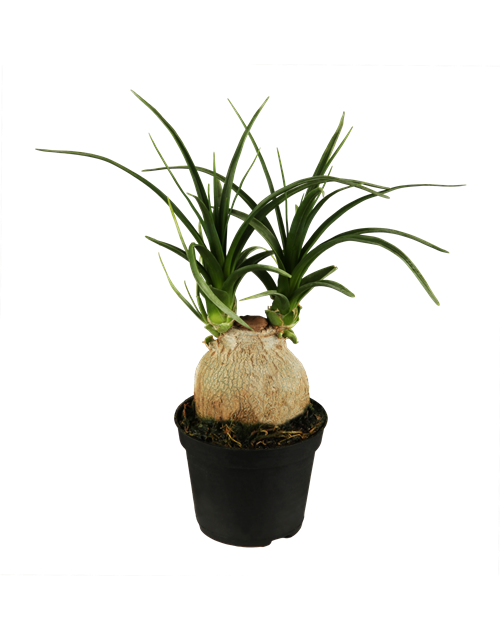 Beaucarnea Recurvata Stamm T12