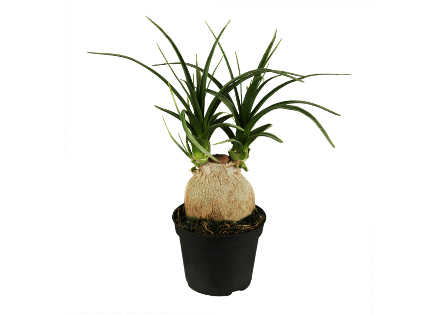 Beaucarnea Recurvata Stamm T12