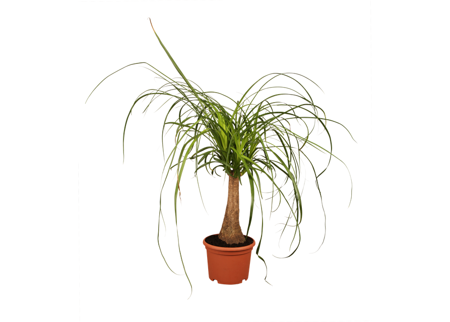 Beaucarnea Recurvata Stamm T12