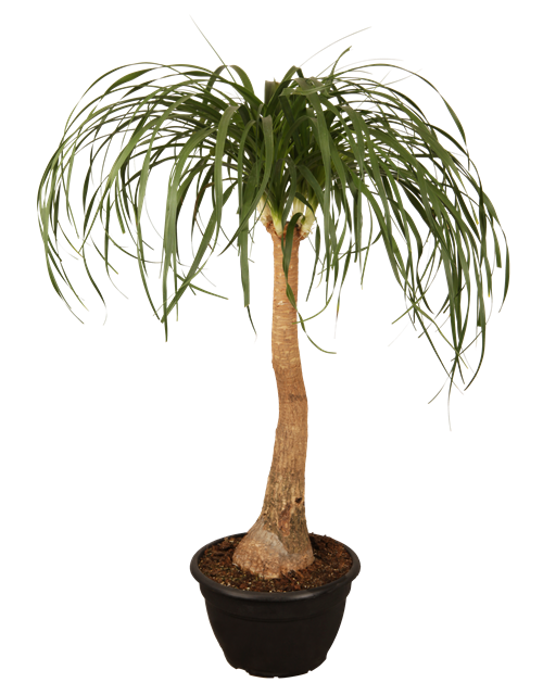 Beaucarnea Recurvata Stamm T12