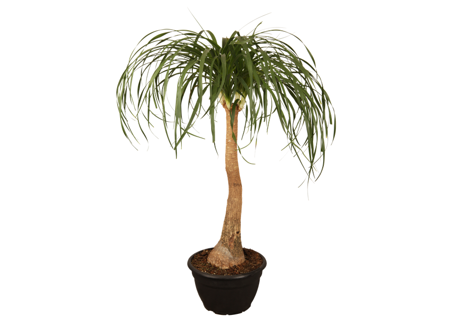 Beaucarnea Recurvata Stamm T12