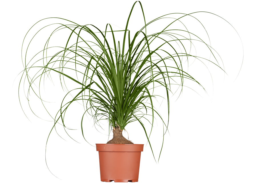 Beaucarnea Recurvata Stamm T12