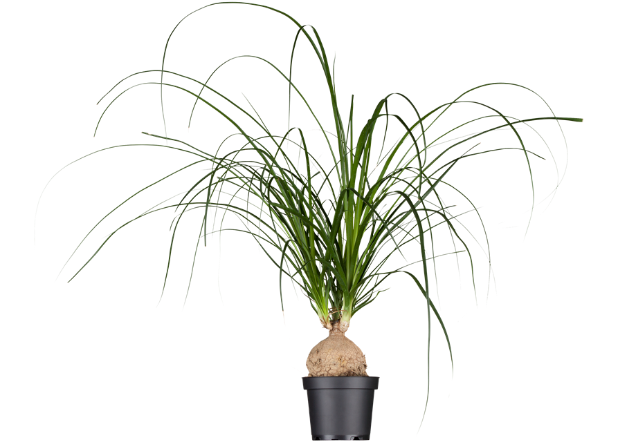 Beaucarnea Recurvata Stamm T12