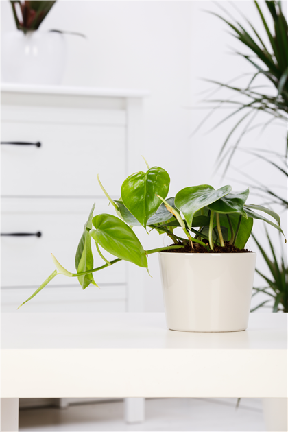 philodendron williamsii variegated Buy Philodendron Williamsii Hybrid Varieg… main image 0