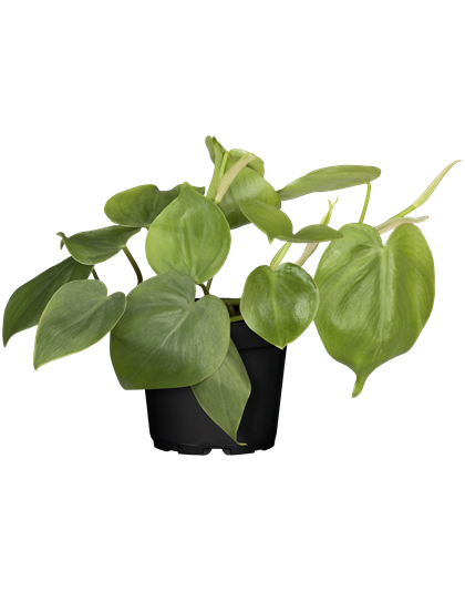 Herzblatt-Philodendron