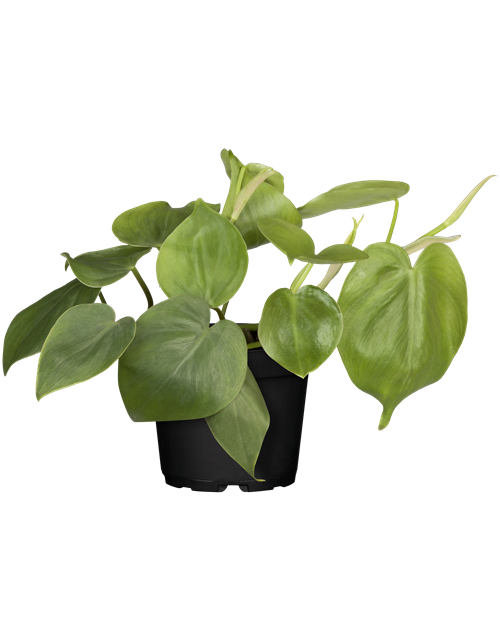 Herzblatt-Philodendron