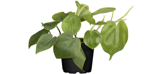 Herzblatt-Philodendron