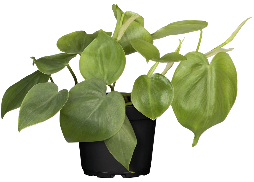 Herzblatt-Philodendron