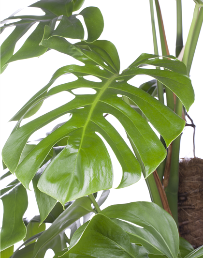 Fensterblatt (Monstera) Mosstab