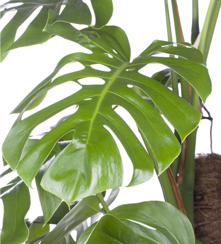 Fensterblatt (Monstera) Mosstab