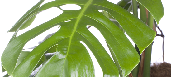 Fensterblatt (Monstera) Mosstab