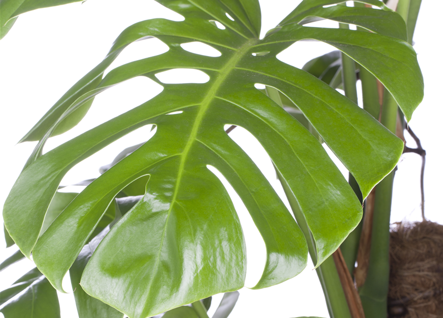 Fensterblatt (Monstera) Mosstab