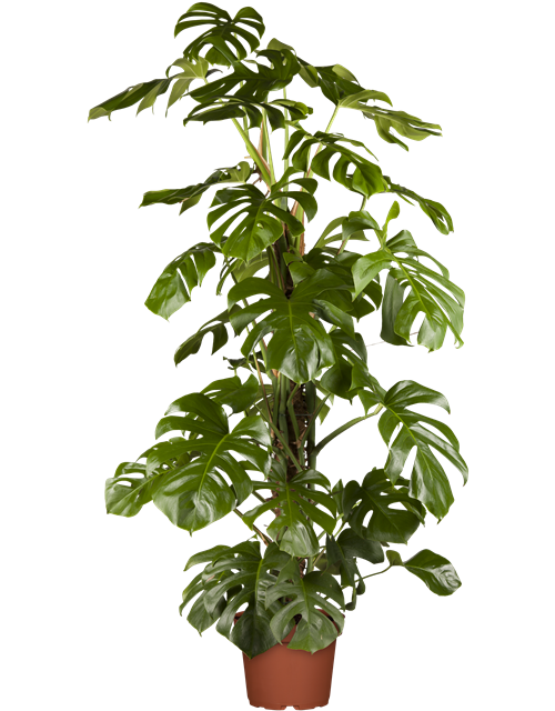 Fensterblatt (Monstera) Mosstab