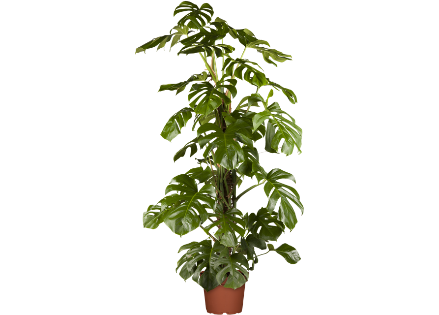 Fensterblatt (Monstera) Mosstab