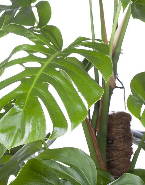 Fensterblatt (Monstera) Mosstab