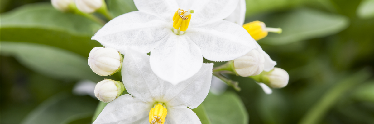 Solanum jasminoides