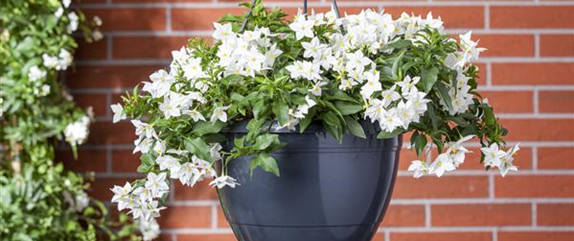 DER SOMMERJASMIN!