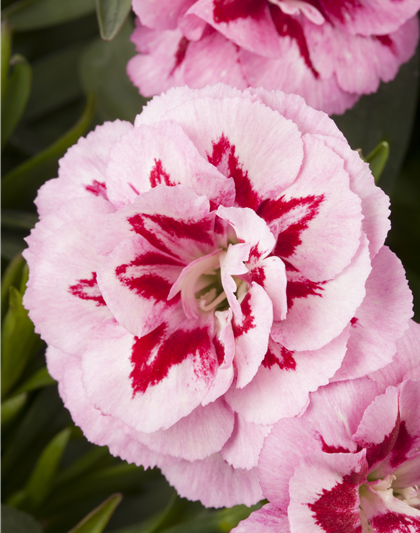 Dianthus 'Oscar®' PT12