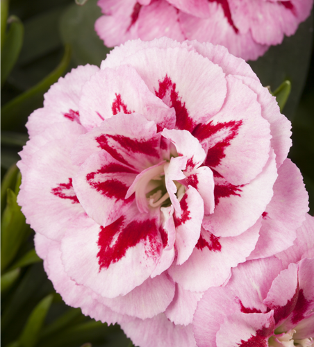 Dianthus 'Oscar®' PT12
