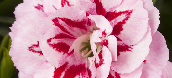 Dianthus 'Oscar®' PT12