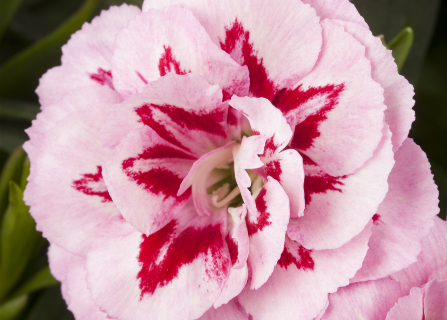Dianthus 'Oscar®' PT12