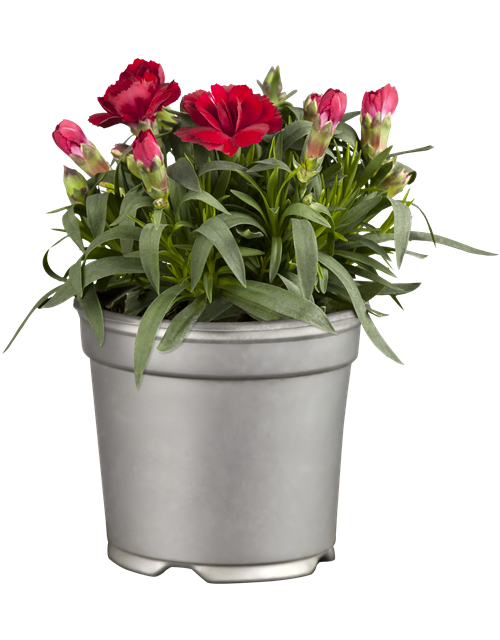 Dianthus 'Oscar®' PT12