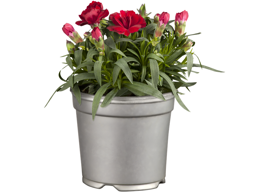 Dianthus 'Oscar®' PT12