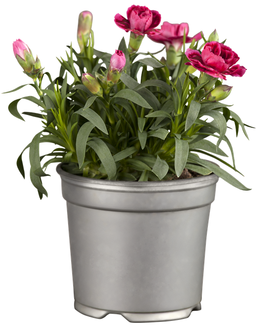 Dianthus 'Oscar®' PT12