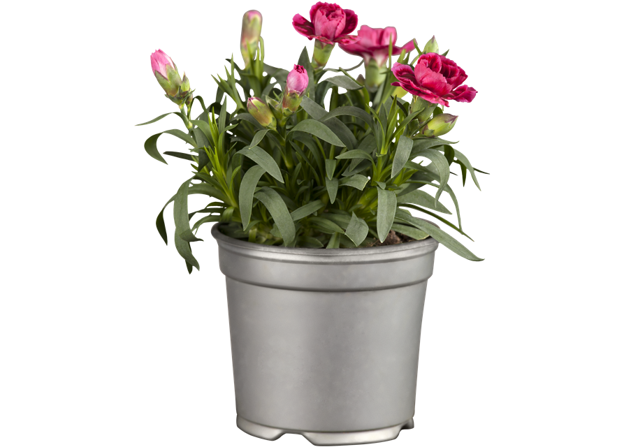 Dianthus 'Oscar®' PT12