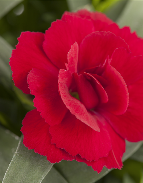 Dianthus 'Oscar®' PT12