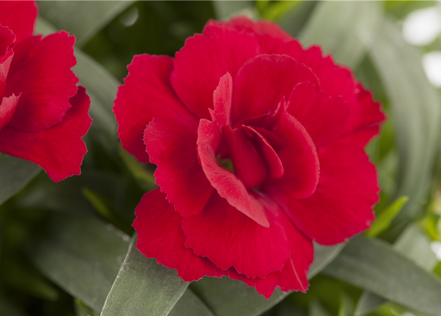 Dianthus 'Oscar®' PT12