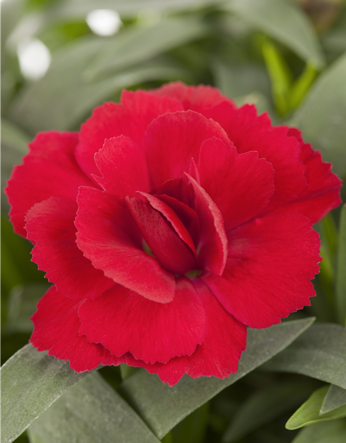 Dianthus 'Oscar®' PT12