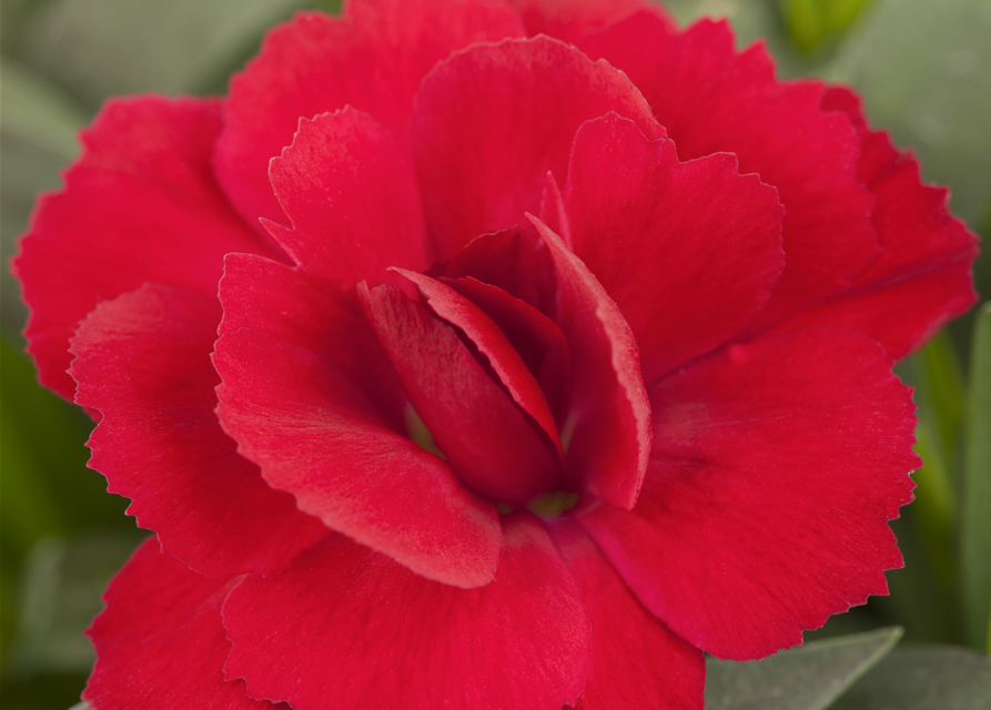 Dianthus 'Oscar®' PT12