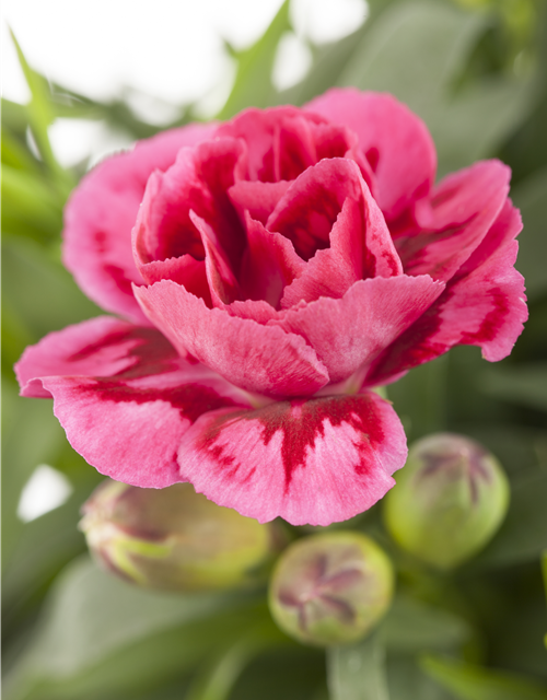 Dianthus 'Oscar®' PT12