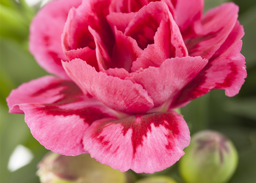 Dianthus 'Oscar®' PT12