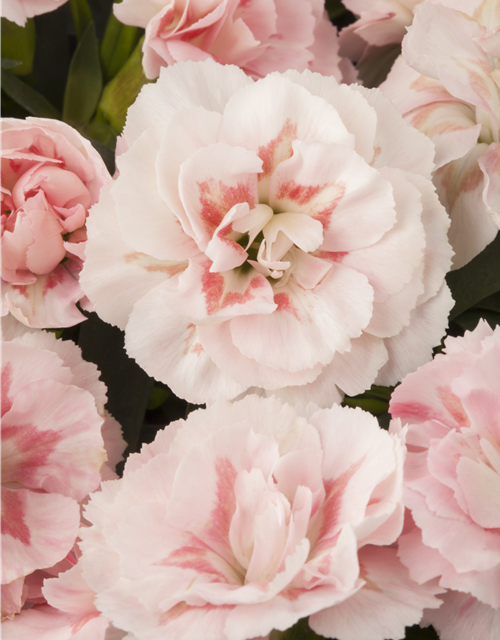 Dianthus 'Oscar®' PT12