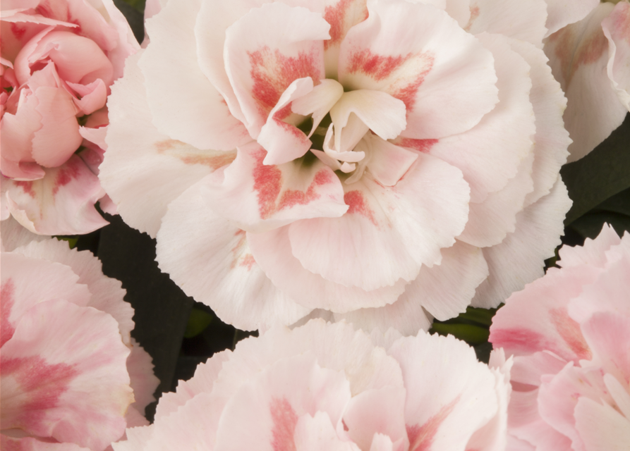 Dianthus 'Oscar®' PT12