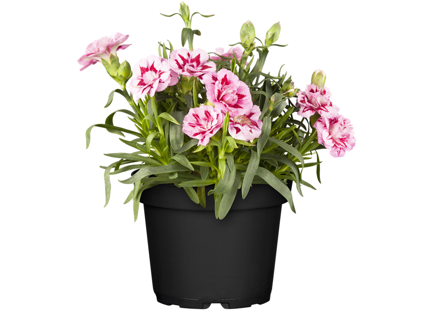 Dianthus 'Oscar®' PT12