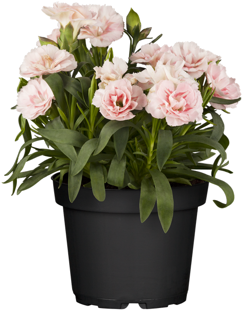 Dianthus 'Oscar®' PT12