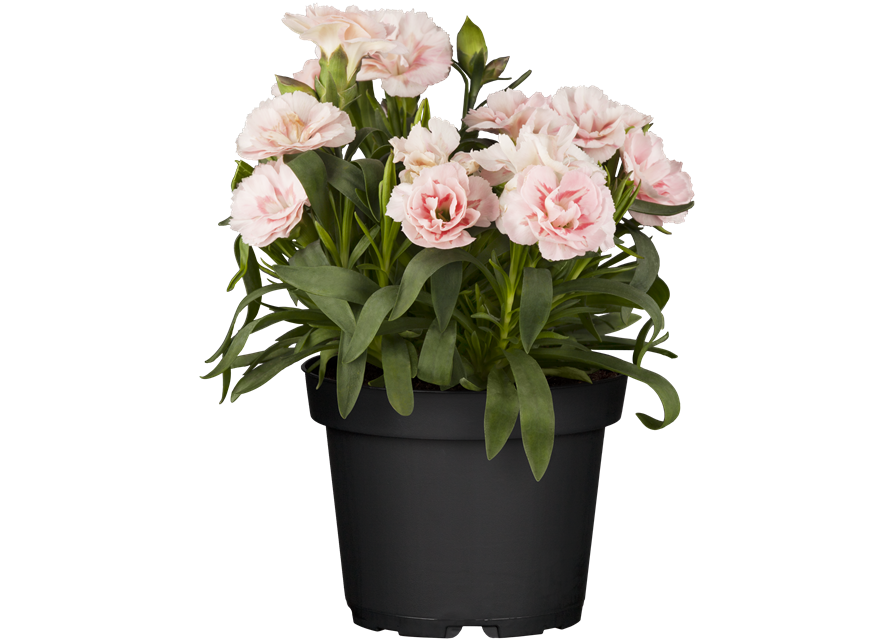 Dianthus 'Oscar®' PT12