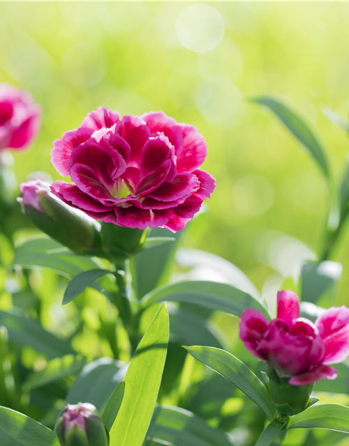 Dianthus 'Oscar®' PT12