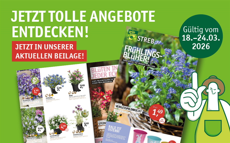 18.03.-24.03.2026 - FRüHLINGSBLüHER!