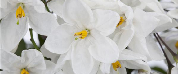 DER SOMMERJASMIN!