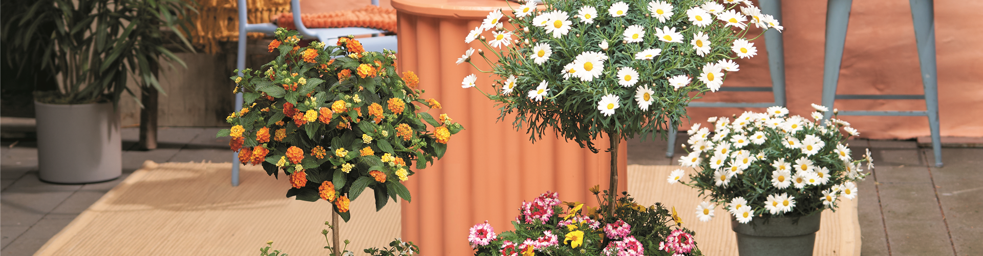 SOMMERLICHE BLÜTENPRACHT!