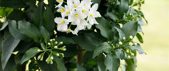 DER SOMMERJASMIN!