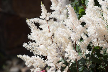 PFLANZE DER WOCHE: ASTILBE